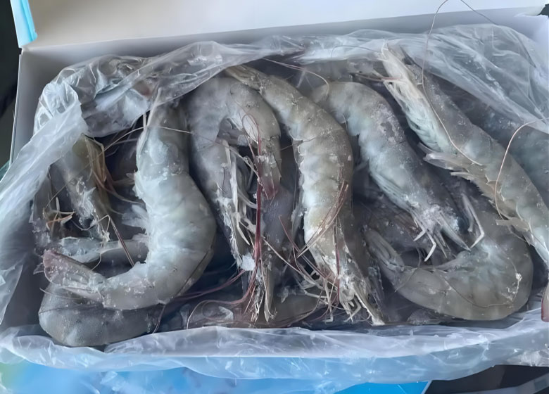 Blast Freezer vs Cold Storage Room: What’s the Difference?