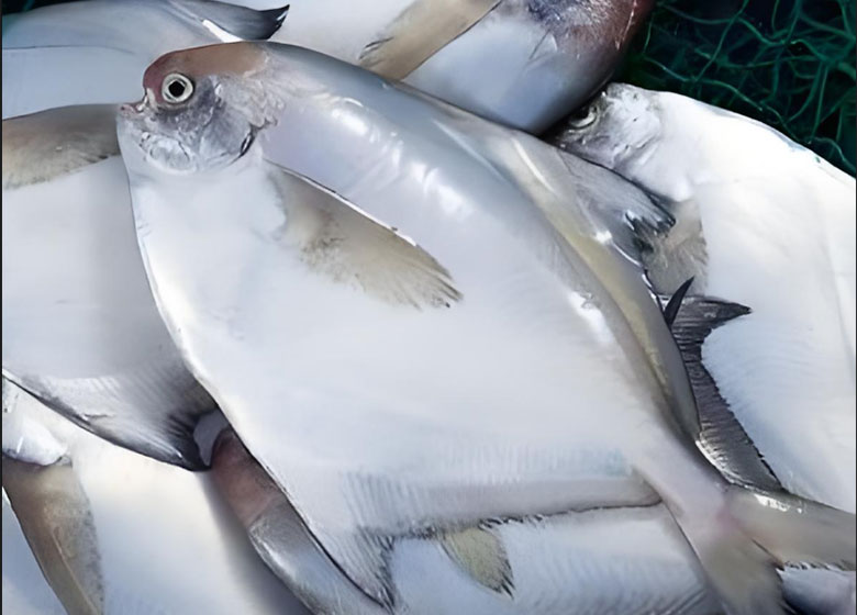 Seafood-cold-storage.3