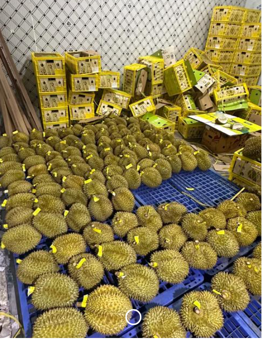 Professional Durian Cold Room Installation